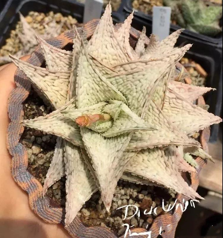 园艺观赏芦荟,园艺芦荟图鉴说明