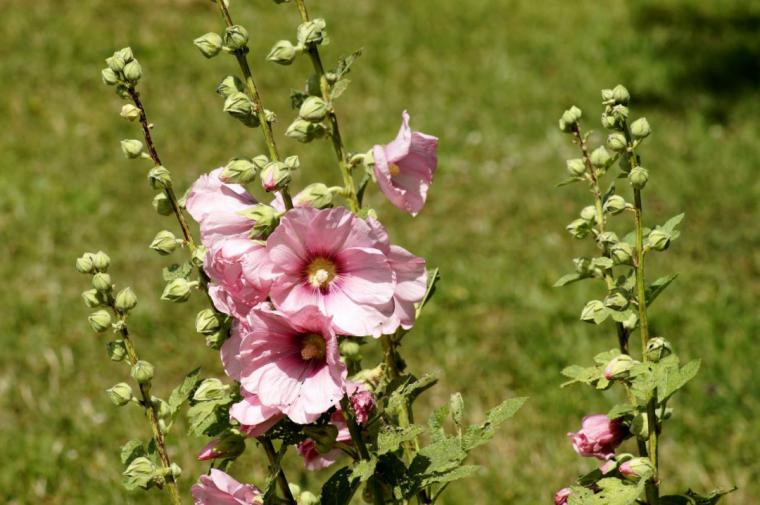 园林花卉学知识点,园林花卉学第三版知识点