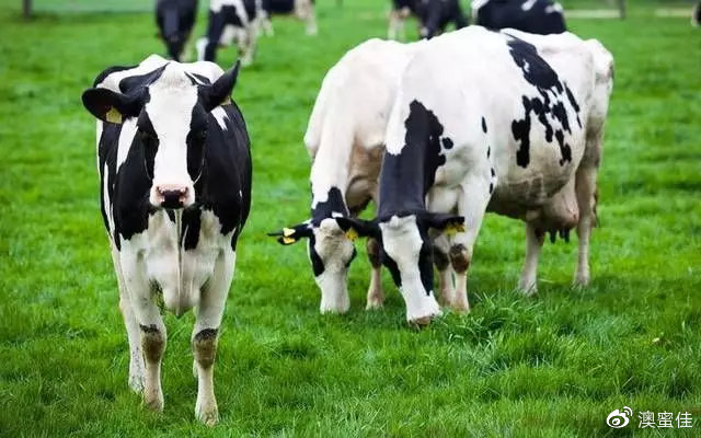 澳洲牛奶有多好喝,为什么要喝澳洲的牛奶