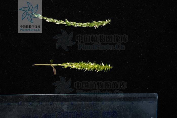 神农本草经中的药材图片,神农本草经高清彩图