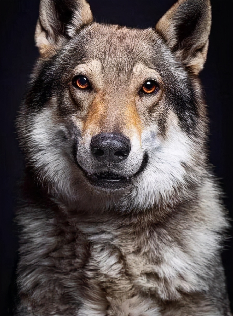 5种最受欢迎的狗狗你养了哪一种,哪个品种的狗狗又好养又乖巧懂事