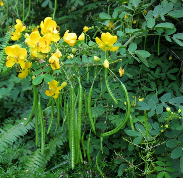 肝不好眼睛干眼睛疼怎样保护,肝脏导致眼睛干涩应该吃什么药
