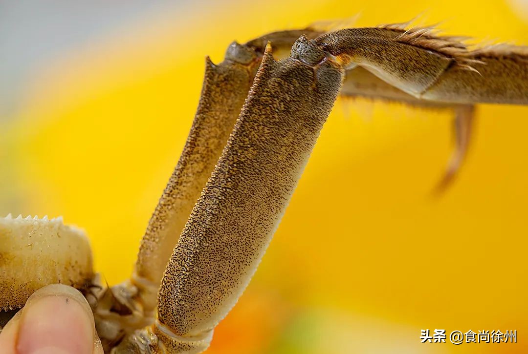 阳澄湖大闸蟹蟹黄蟹膏哪种好吃,去阳澄湖吃大闸蟹蟹黄