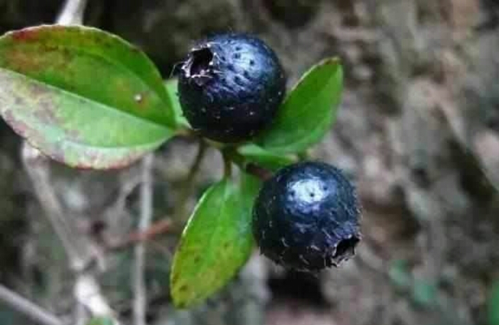 小时候在农村最常见的5种野果，吃过三种的算你牛！