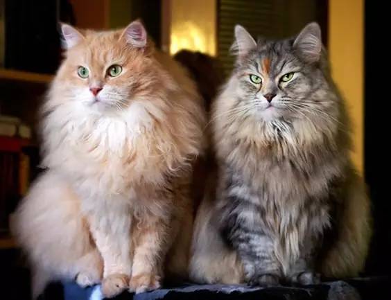 这100种动物你都认识吗,10种从未见过的动物