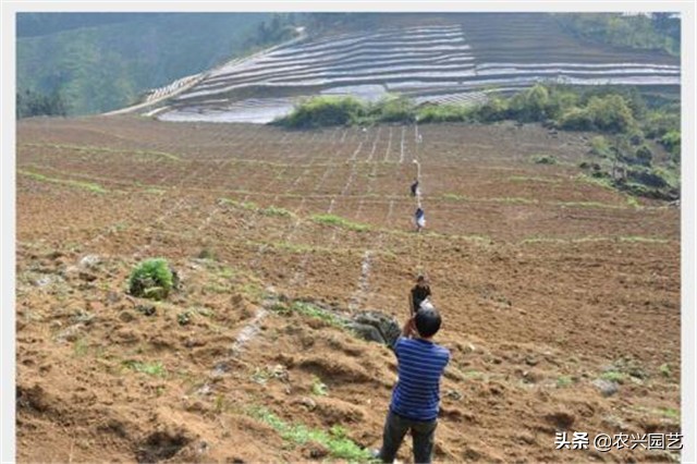 高产魔芋普通魔芋有什么不同,魔芋怎么种植才能高产