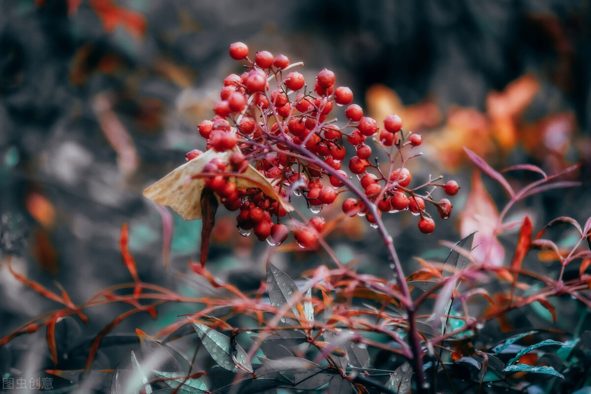 为什么有的母猪不吃奶,为什么有的母猪一直不生仔