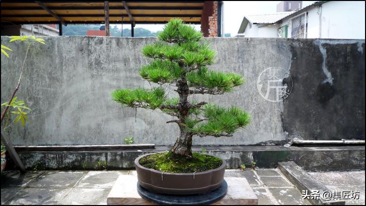 黑松盆景造型实例图解 (小型黑松造型盆景)