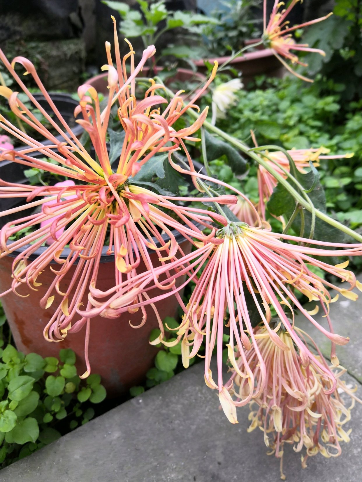 菊花叶片上很多虫怎么除,菊花开花后有虫子怎么办