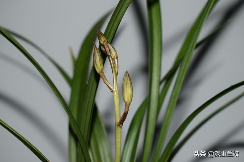兰花带花芽翻盆后如何养不会消苞,兰花发花芽阶段怎样养护和管理