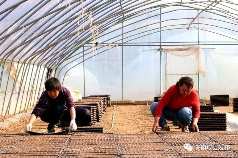 重逢——复苏的成州