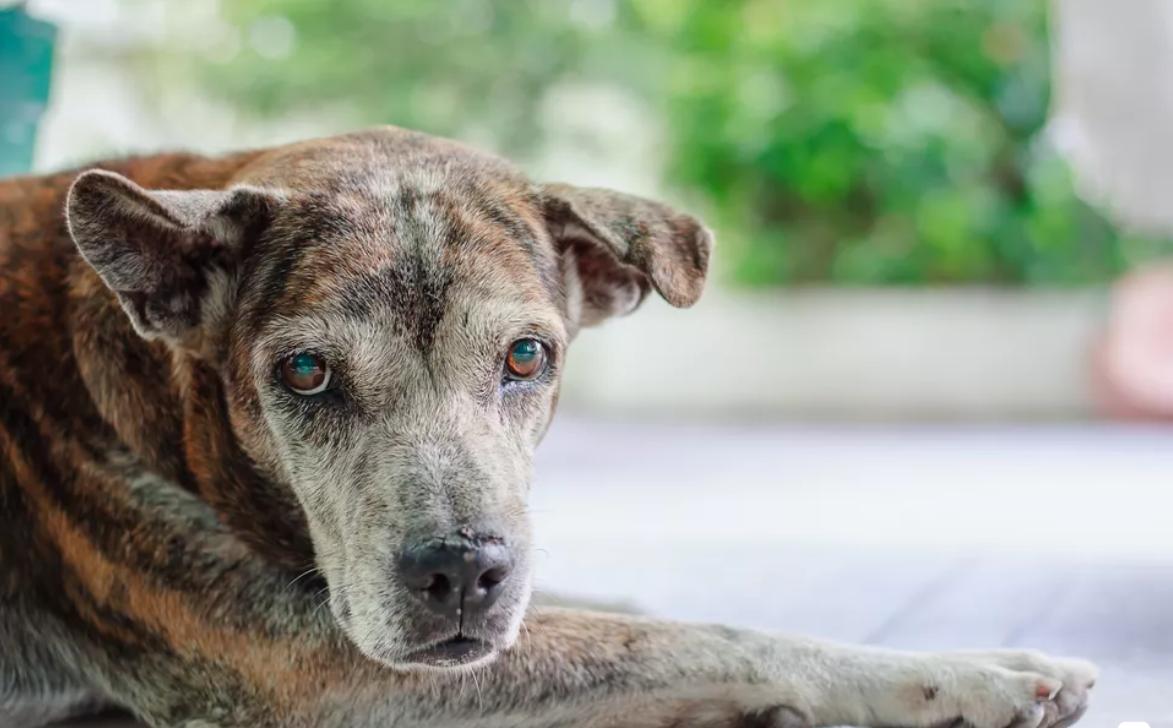 狗狗库欣病如何治疗,狗狗得库欣氏综合征吃啥药