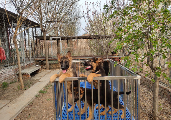 德牧来人不叫不看家,德牧不会看门