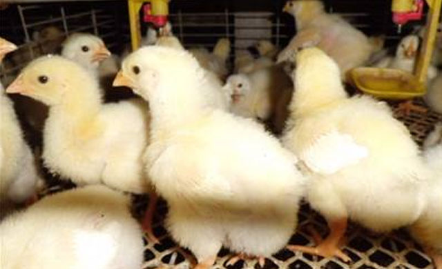 小鸡拉白屎有什么土办法,小鸡拉血屎是什么原因用什么药好