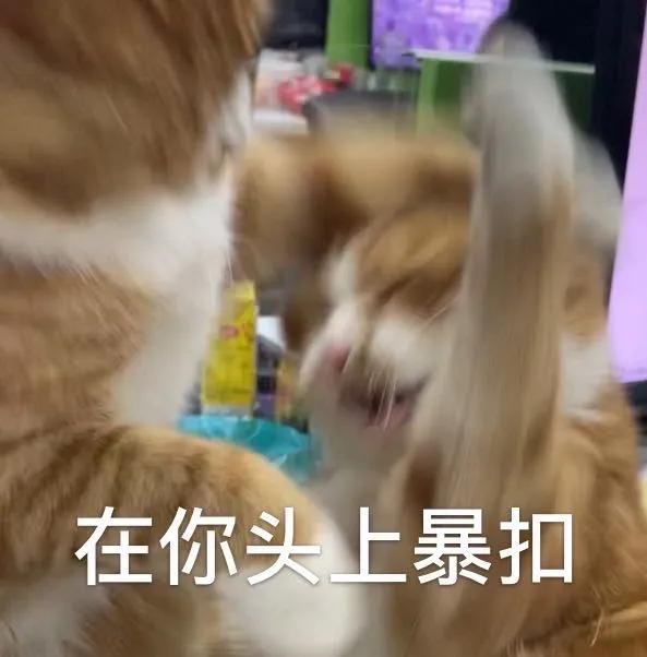 猫乱尿怎么办视频最火,猫乱尿怎么办有什么办法