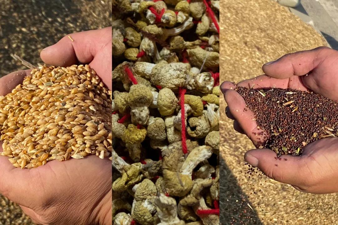 佛经里没有讲，草原上的女人不能搞直播