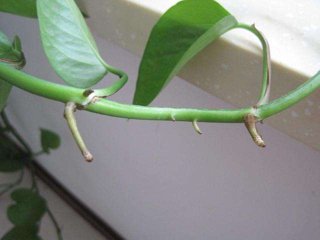 绿萝气生根,绿萝气生根快速长藤