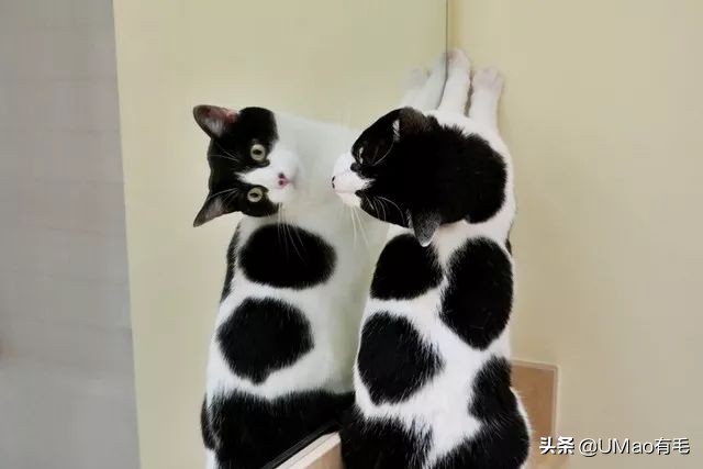 胖橘猫和黑猫,橘猫黑猫白猫哪个最可爱