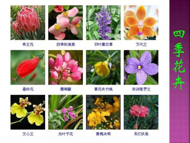 花卉大全500种观叶植物名称,1332种常见花卉植物图谱
