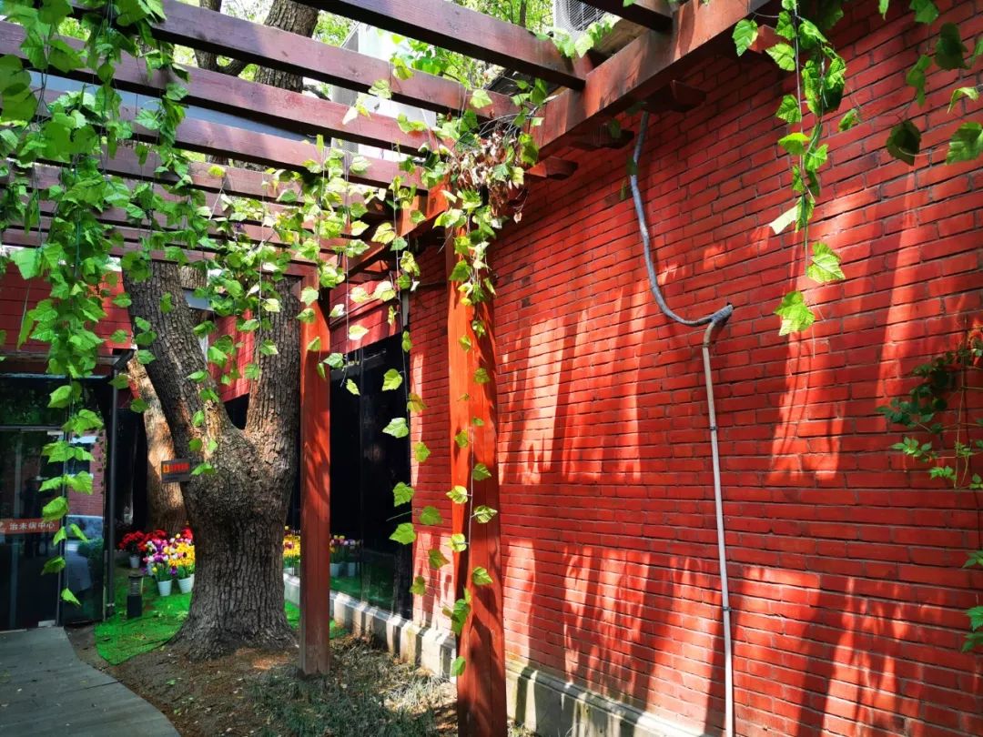 隐藏杭州红会医院内的红砖洋房，八十年前曾是贫苦百姓心中的圣地