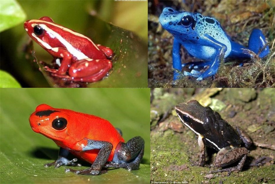 野外遇蛇怎么识别,在野外如何区分蛇有没有毒