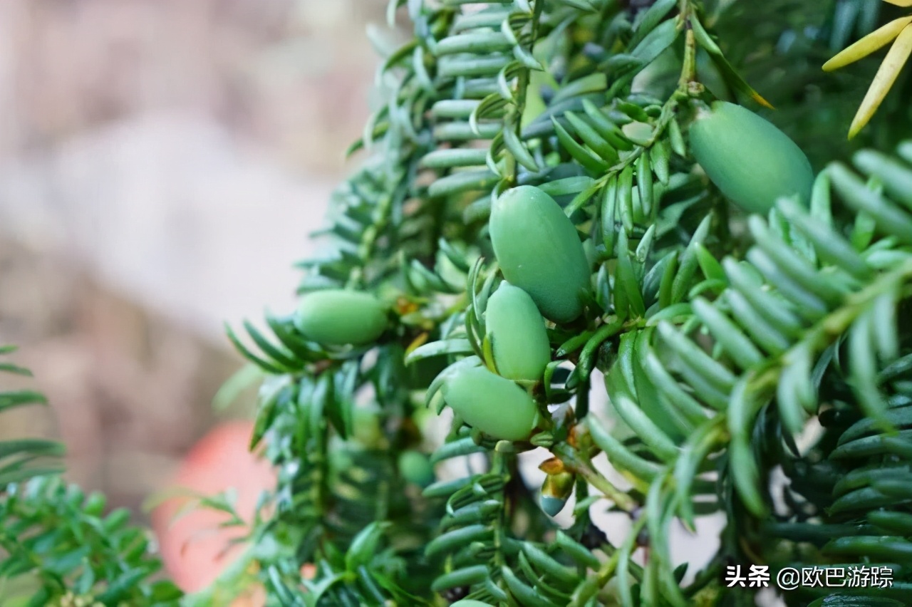 绍兴古道攻略一日游自由行,此生必去的三条国道