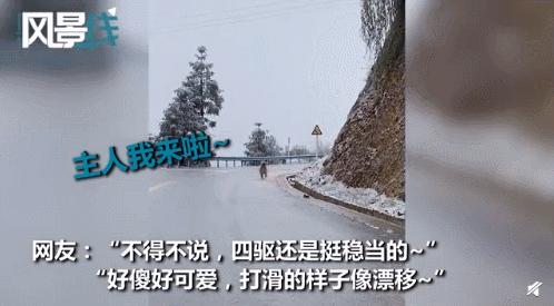 白柯基妈妈生宝宝,白狗妈妈生了一窝黑狗