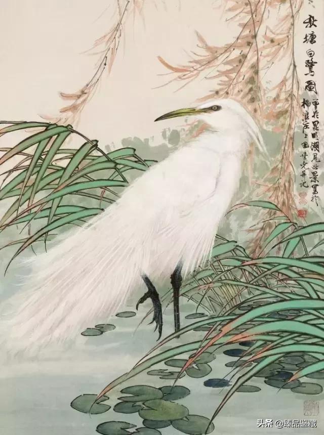 工笔大师田世光,工笔画大师田世光画孔雀好美