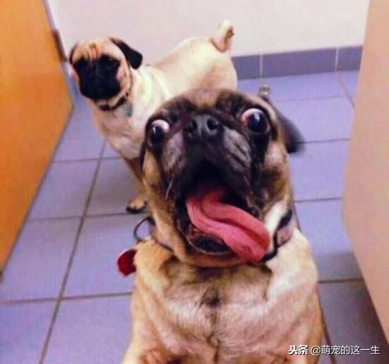 家里狗叫吵到邻居怎么办,狗子乱叫太吵怎么办