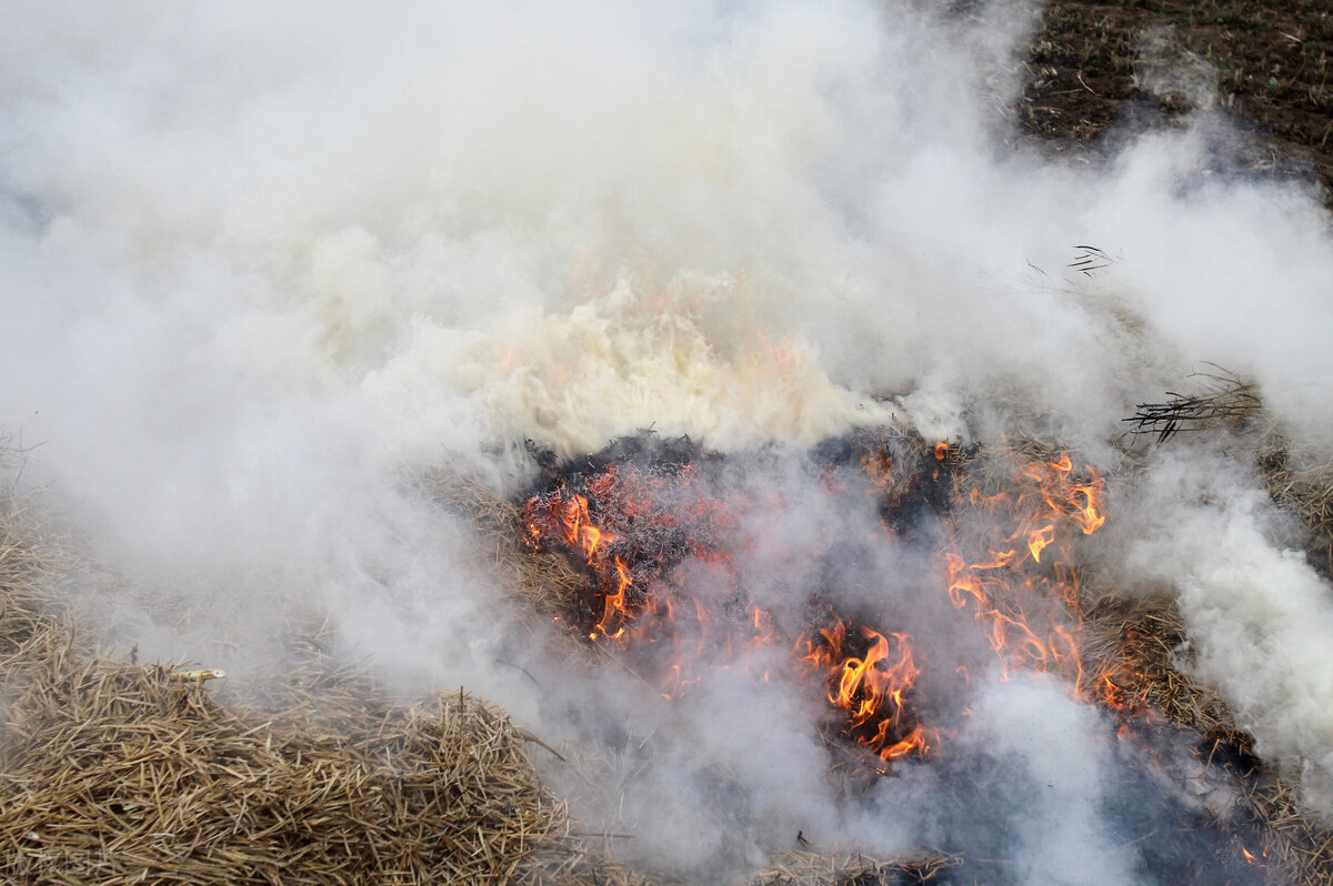 土窑烧炭怎么看里面的木炭烧好了,挖新土窑烧木炭教程及烧炭原理