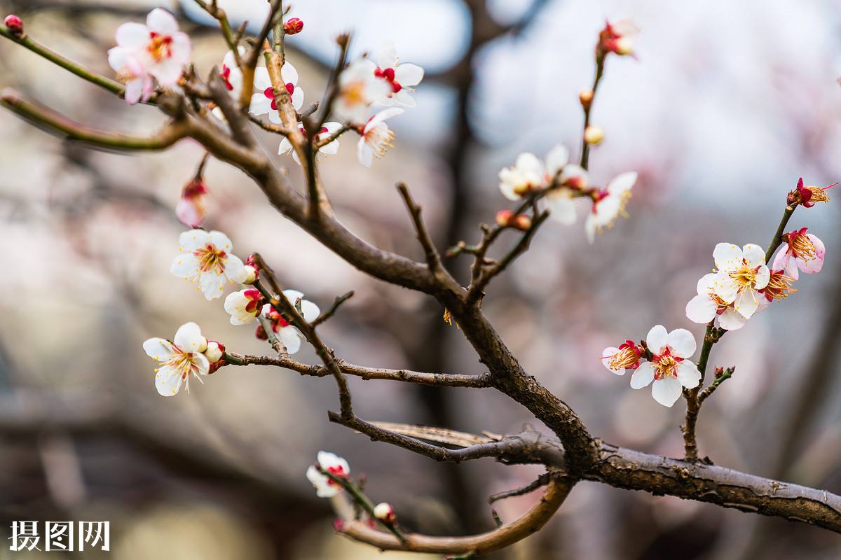 腊梅赏梅,腊梅观赏季节和观赏特点
