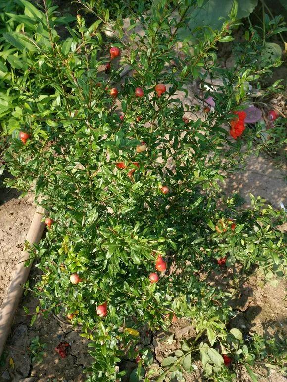 一根枝条插土里怎么生根,下山老桩扦插生根最快方法