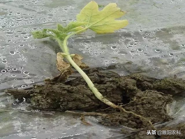 瓜苗因受药害迟迟不长怎么办,瓜苗受寒不长怎么办呢