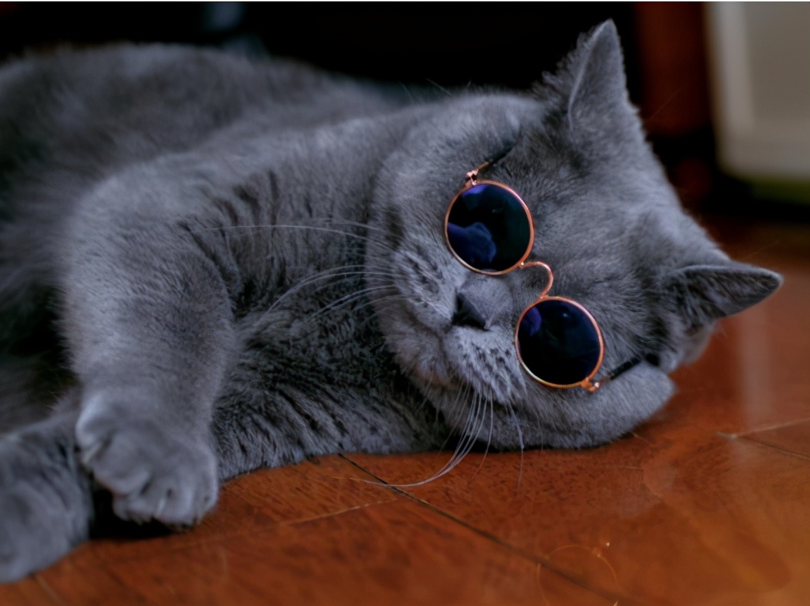 英短繁育表配色准吗,英短配色公式怎么看