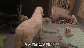 金毛生产了需要给小狗喂奶吗,金毛生了五只小狗生不下来