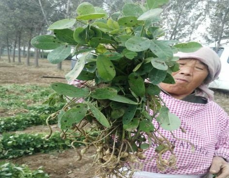 花生控旺用多效唑对花生有影响吗,花生控旺剂用什么药好