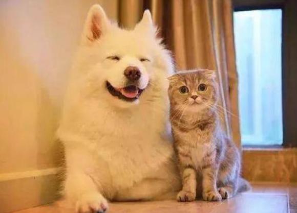 哪种狗更适合和猫一起养,可以跟猫一起养的狗有哪种