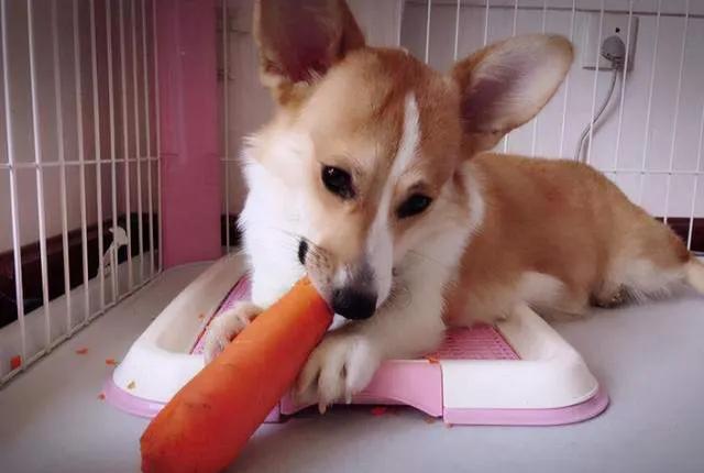 初次养狗怎样养好柯基犬,盘点柯基犬的缺点养之前得先知道