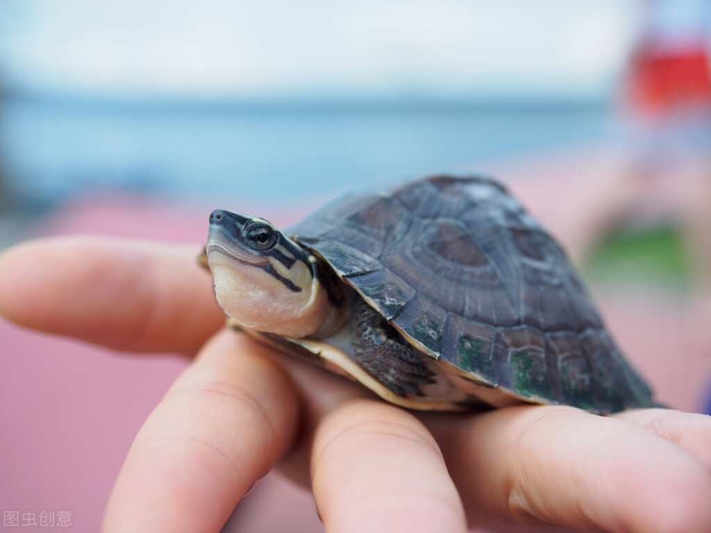 新手养乌龟怎么选健康的龟,新手养乌龟养什么龟最好第一名