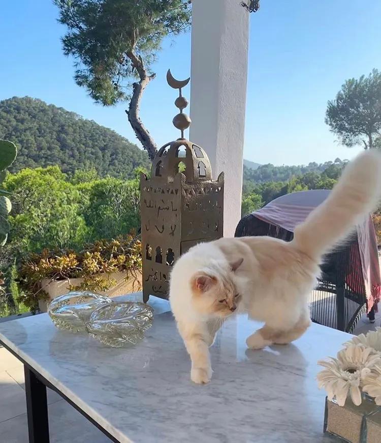 流浪猫突然暴富了,俄罗斯3只流浪猫