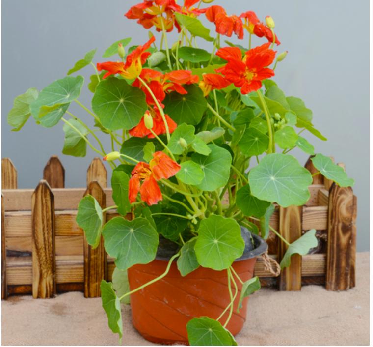 网购的植物好看又好养活的有哪些,网上买什么植物好看好养