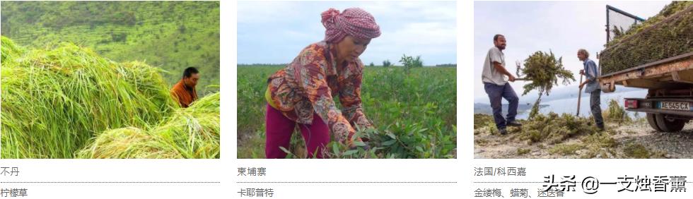 德国精油40年品牌,德国o家精油