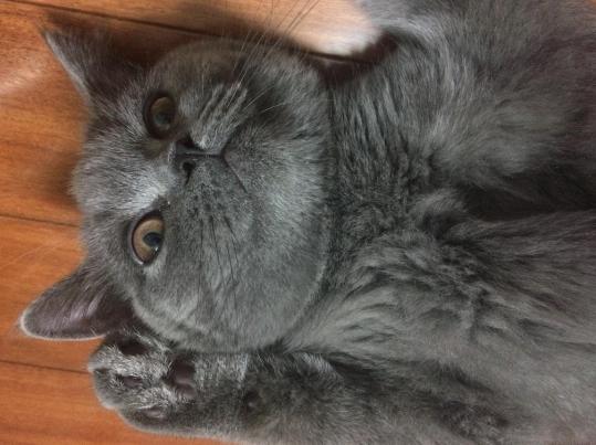 猫咪睁着眼怎么还打鼾,猫咪睁着眼睡觉是什么意思