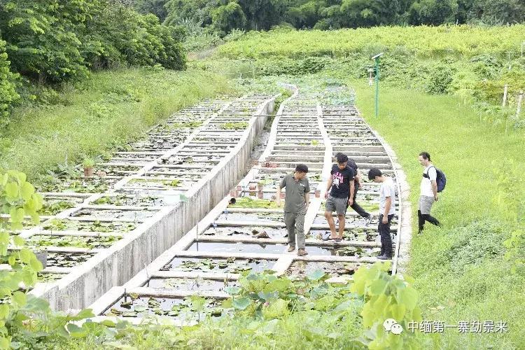 泰国顶级睡莲博士Dr.Nopchai版纳行，被勐景来圈粉