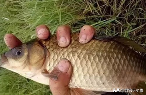 拉饵到不了底怎么办,拉饵容易裂开怎么办