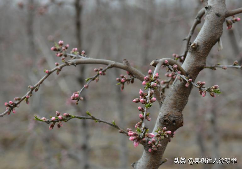 桃养人，可要种好桃，这些桃的特性要了解