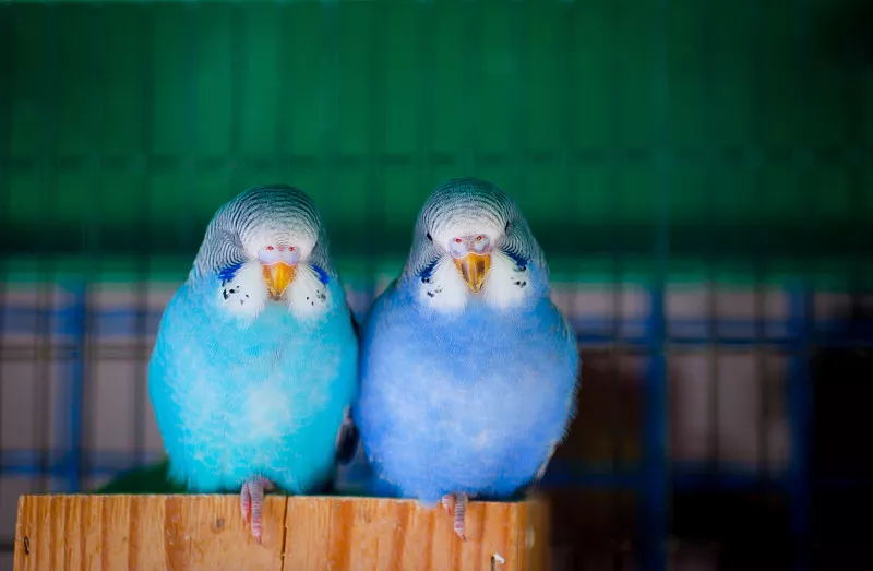 鹦鹉不听话怎么办,鹦鹉不听话的危害