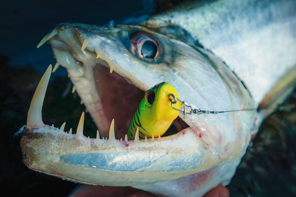 盘点钓鱼中钓出很奇葩鱼,盘点钓鱼钓出稀奇古怪的东西