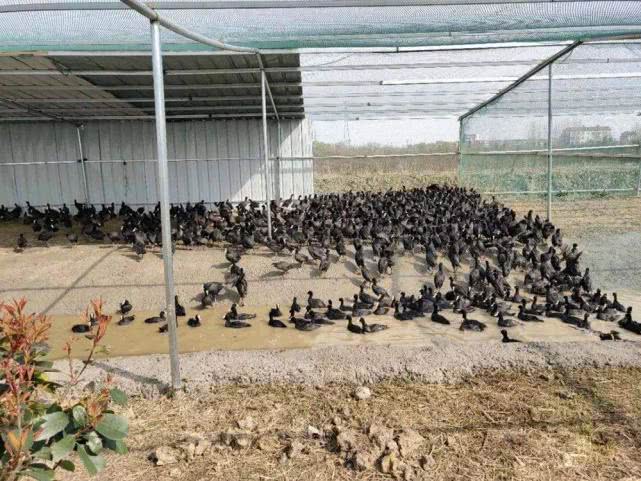 市场缺斤少两被揭穿,市场供不应求