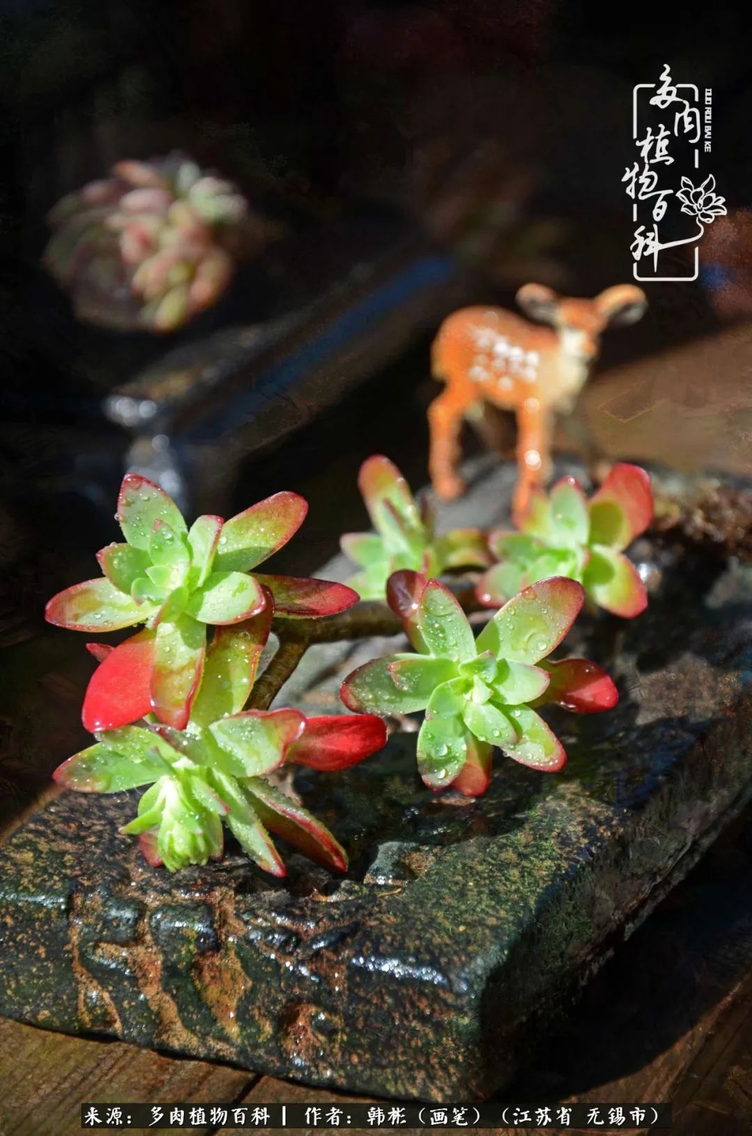 听音乐赏多肉,听音乐赏花赏美景